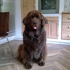 Newfoundlænder *Beauty* (Newetta's) R.I.P - 16/11-2012