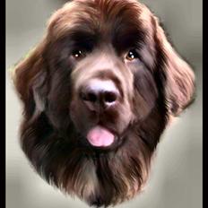 Newfoundlænder *Beauty* (Newetta's) R.I.P - 16/11-2012