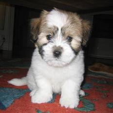 Coton de tulear Milou