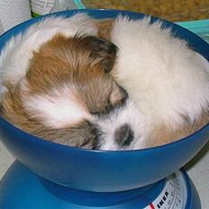 Coton de tulear Milou