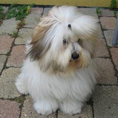 Coton de tulear Milou