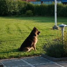 Schæferhund Thor R.I.P.