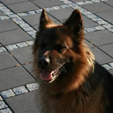 Schæferhund Thor R.I.P.