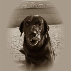 Labrador retriever Balder*R.I.P*