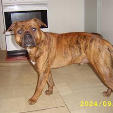 Amerikansk staffordshire terrier Pilgrim