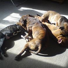 Amerikansk staffordshire terrier Pilgrim