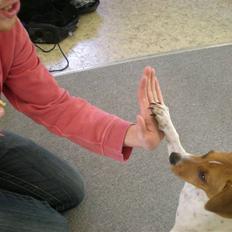 Dansk svensk gaardhund Tyson Solgt