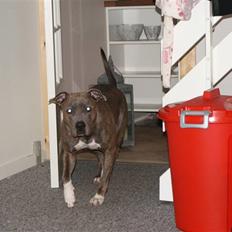 Amerikansk staffordshire terrier Chica