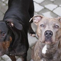 Amerikansk staffordshire terrier Chica