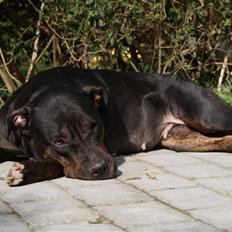 Blanding af racer Bella R.I.P.