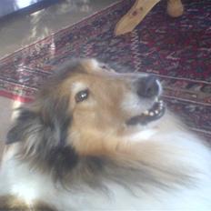 Collie langhåret Isabella