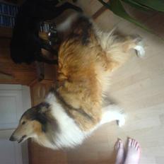 Collie langhåret Isabella