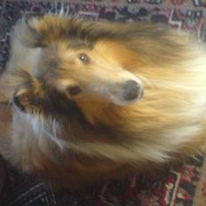 Collie langhåret Felix (Død)