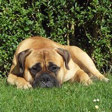 Bullmastiff Cæsar
