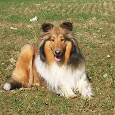 Collie langhåret kira