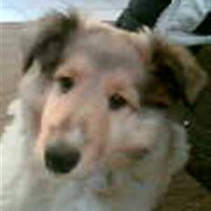 Collie langhåret kira