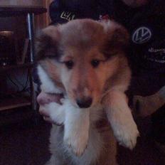 Collie langhåret kira