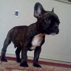 Fransk bulldog Dino