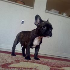 Fransk bulldog Dino