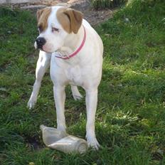 Amerikansk bulldog Chanell