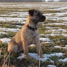 Border terrier Lykke (mors)
