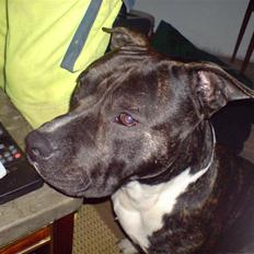 Amerikansk staffordshire terrier Rocky
