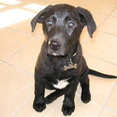 Blanding af racer Terkel