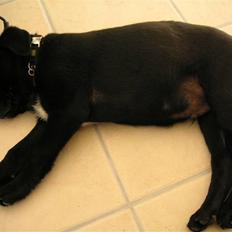 Blanding af racer Terkel