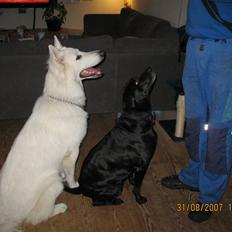 Hvid schæfer Echo Alba