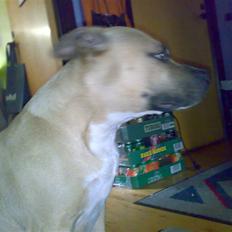 Amerikansk staffordshire terrier Cali 