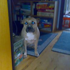 Amerikansk staffordshire terrier Cali 