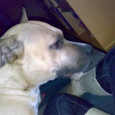 Amerikansk staffordshire terrier Cali 