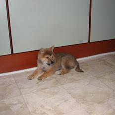 Shiba Yewki