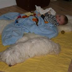 Bichon havanais Cadence