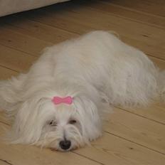 Bichon havanais Cadence