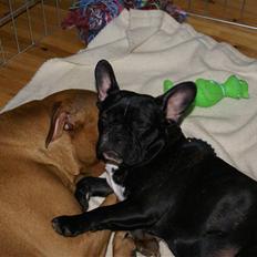 Fransk bulldog Kaya