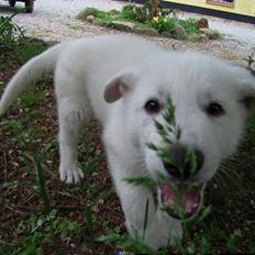Hvid schæfer Alf