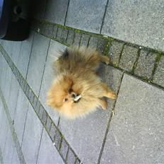 Pomeranian Kiko