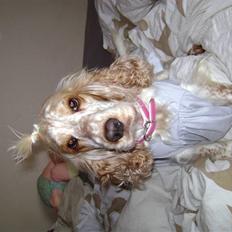 Cocker spaniel Mille