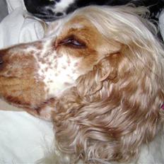Cocker spaniel Mille