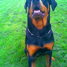 Rottweiler Chilli