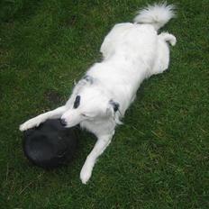 Blanding af racer Sölja