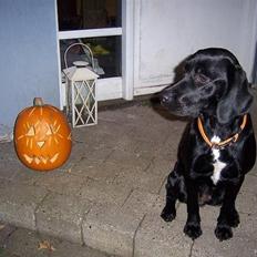 Blanding af racer Molly