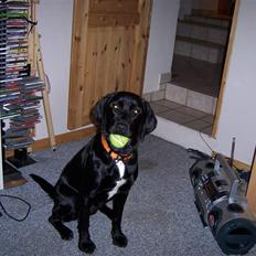 Blanding af racer Molly