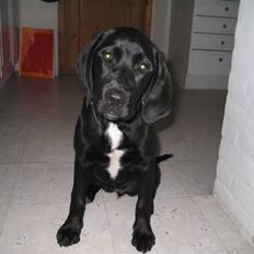 Blanding af racer Molly