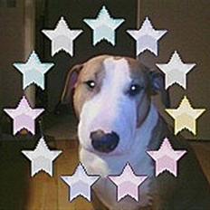 Blanding af racer (bullterrier) Gizmo R.I.P