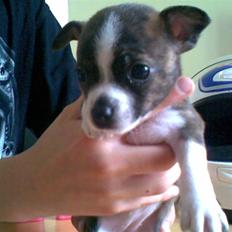 Blanding af racer chevy