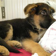 Schæferhund Silke R.I.P. mors engel