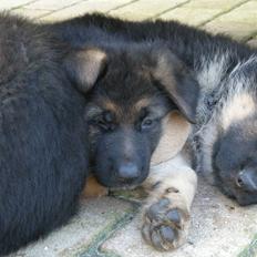 Schæferhund Silke R.I.P. mors engel