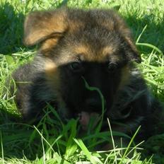 Schæferhund Silke R.I.P. mors engel